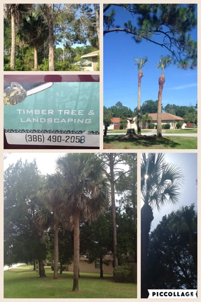 Top-rated lawn mowing service in DeLand, FL by Timber Tree & Landscaping