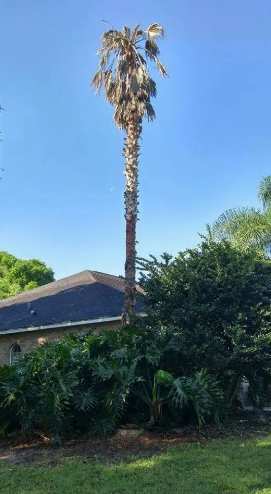 Top-rated yard maintenance for residential properties in DeLand, FL by Timber Tree & Landscaping