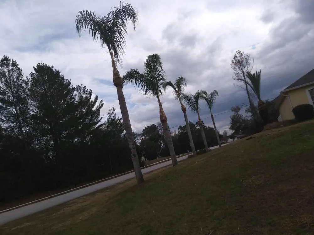 Reliable residential landscaping for year-round maintenance across DeLand, FL - Timber Tree & Landscaping