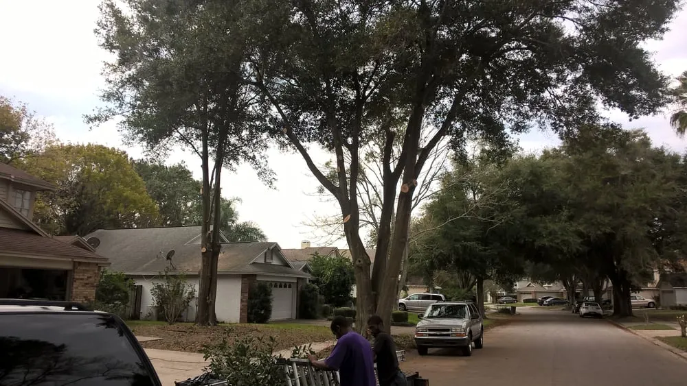 Reliable lawn care service experts serving DeLand, FL - Timber Tree & Landscaping