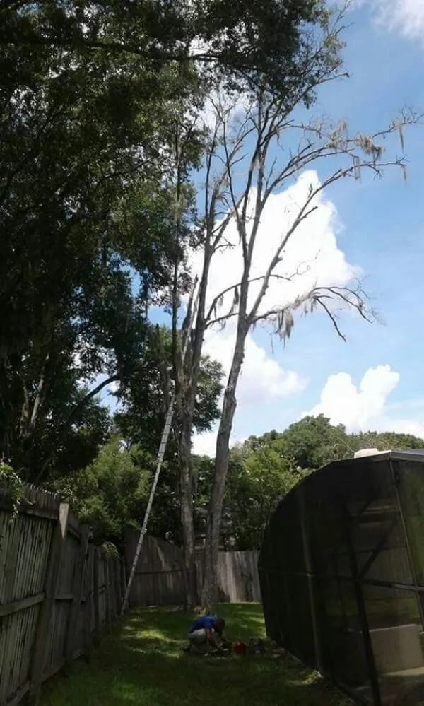 Professional landscape installation in DeLand, FL by Timber Tree & Landscaping