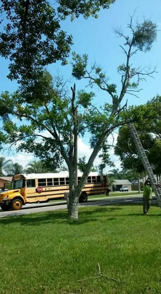 Custom landscape design experts serving DeLand, FL - Timber Tree & Landscaping