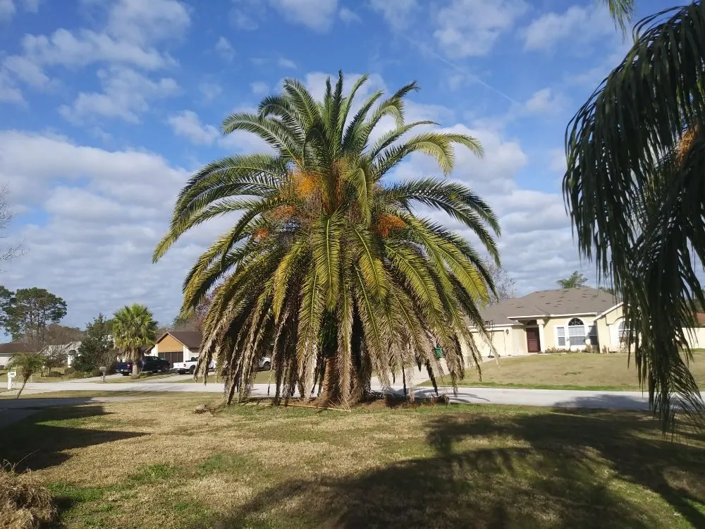 Top-rated residential landscaping for outdoor upgrades across DeLand, FL - Timber Tree & Landscaping