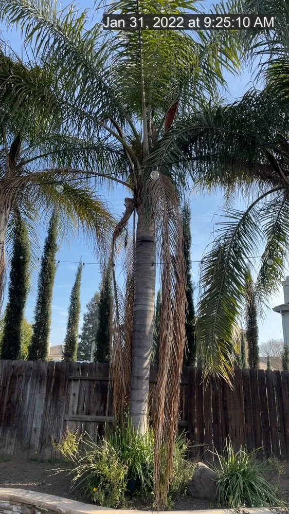 Reliable landscape design experts serving Manteca, CA - Timber Tree Service And Landscaping