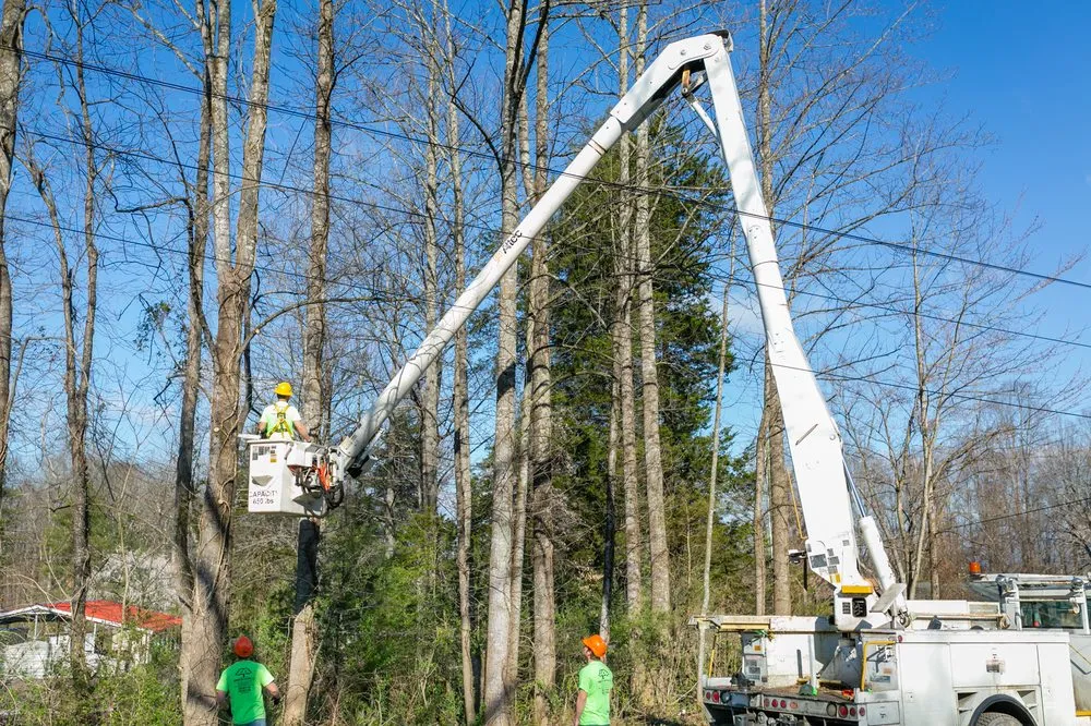 Top-rated lawn care service in North Wilkesboro, NC by Timber Tree Service