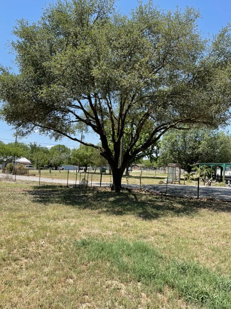 Affordable yard cleanup service for year-round maintenance in Rio Medina, TX by Timber! Trees and More