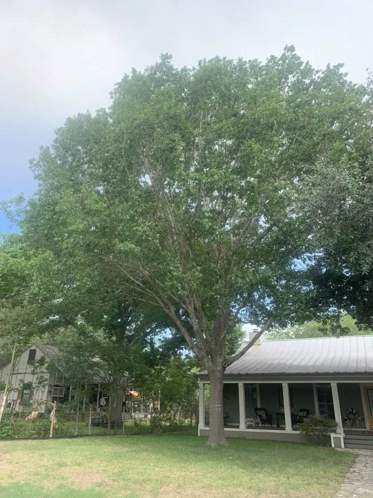 Top-rated lawn mowing service for beautiful yards in Rio Medina, TX by Timber! Trees and More