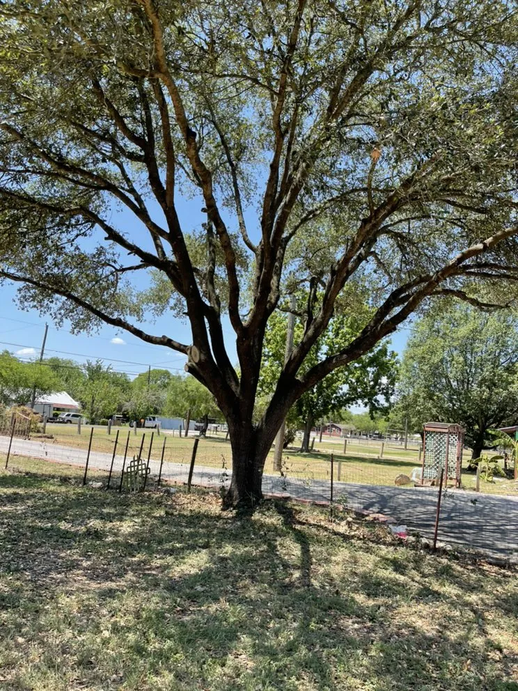 Reliable landscape installation with custom design in Rio Medina, TX by Timber! Trees and More