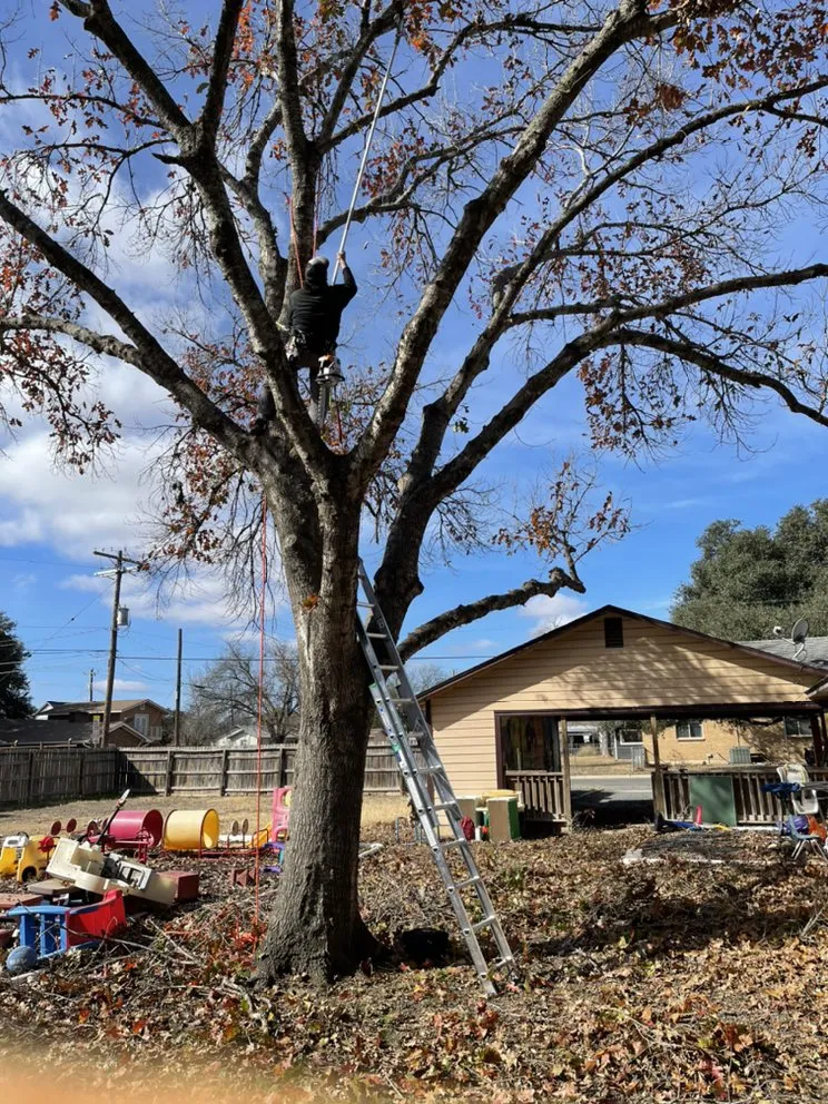 Local landscaping services for year-round maintenance in Rio Medina, TX by Timber! Trees and More