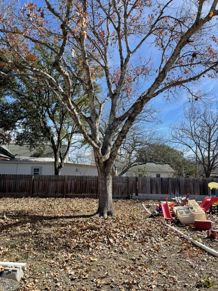 Local yard maintenance for outdoor upgrades across Rio Medina, TX - Timber! Trees and More