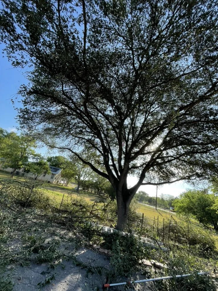 Expert lawn mowing service in Rio Medina, TX - Timber! Trees and More