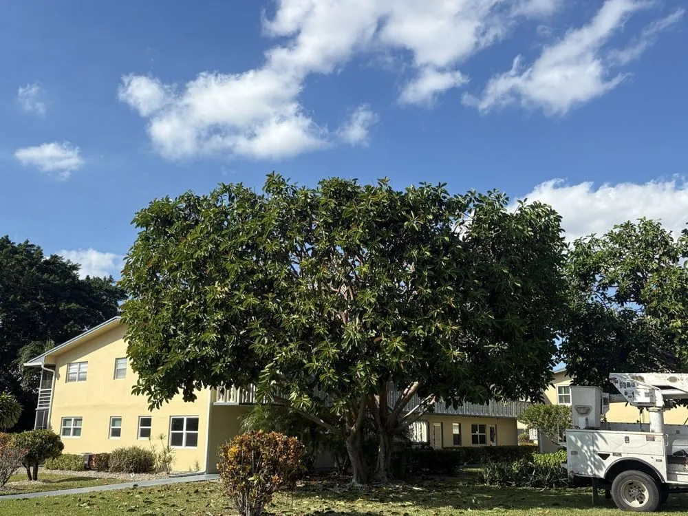 Local lawn care service near you in Fort Lauderdale, FL by Timber Trees Landscape & Design