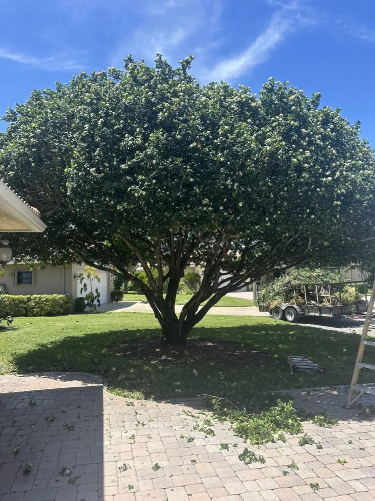 Affordable yard maintenance in Lauderdale Lakes, FL - Timber Troupe Tree Care