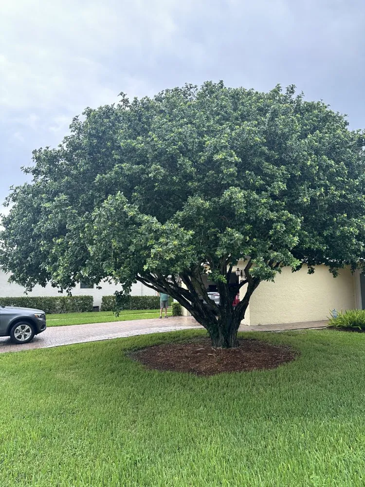 Professional landscape installation in Lauderdale Lakes, FL - Timber Troupe Tree Care