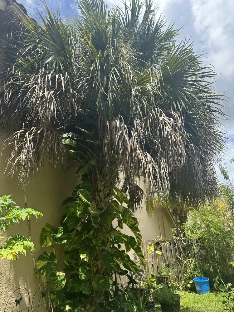 Reliable outdoor landscaping for beautiful yards in Lauderdale Lakes, FL by Timber Troupe Tree Care