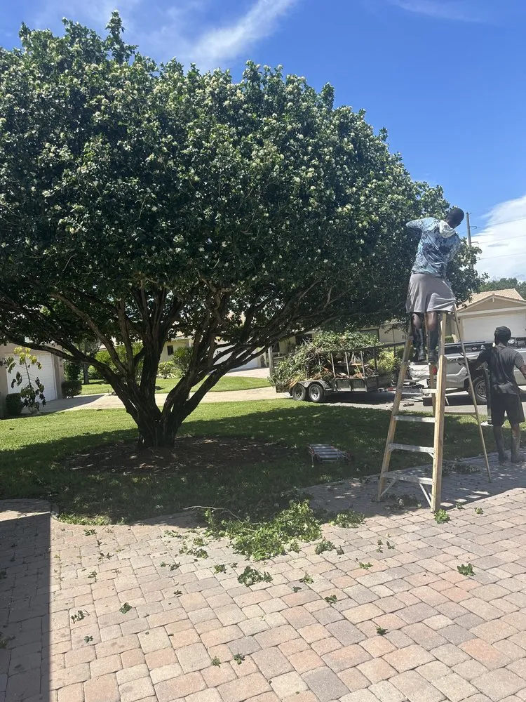 Reliable yard cleanup service with custom design in Lauderdale Lakes, FL by Timber Troupe Tree Care