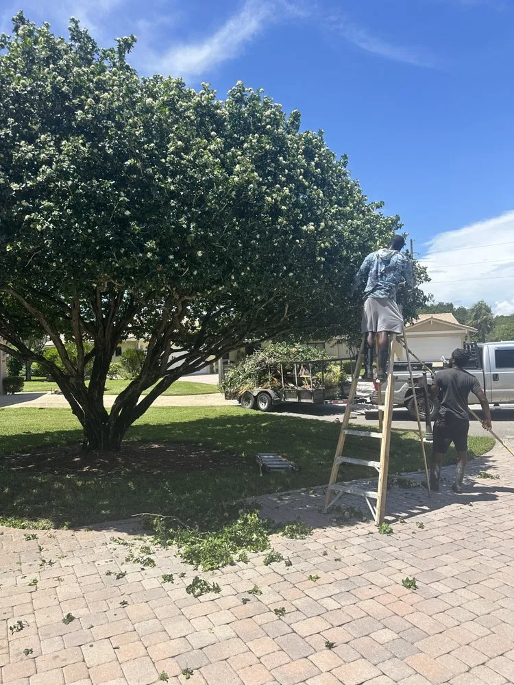 Custom landscape installation in Lauderdale Lakes, FL - Timber Troupe Tree Care