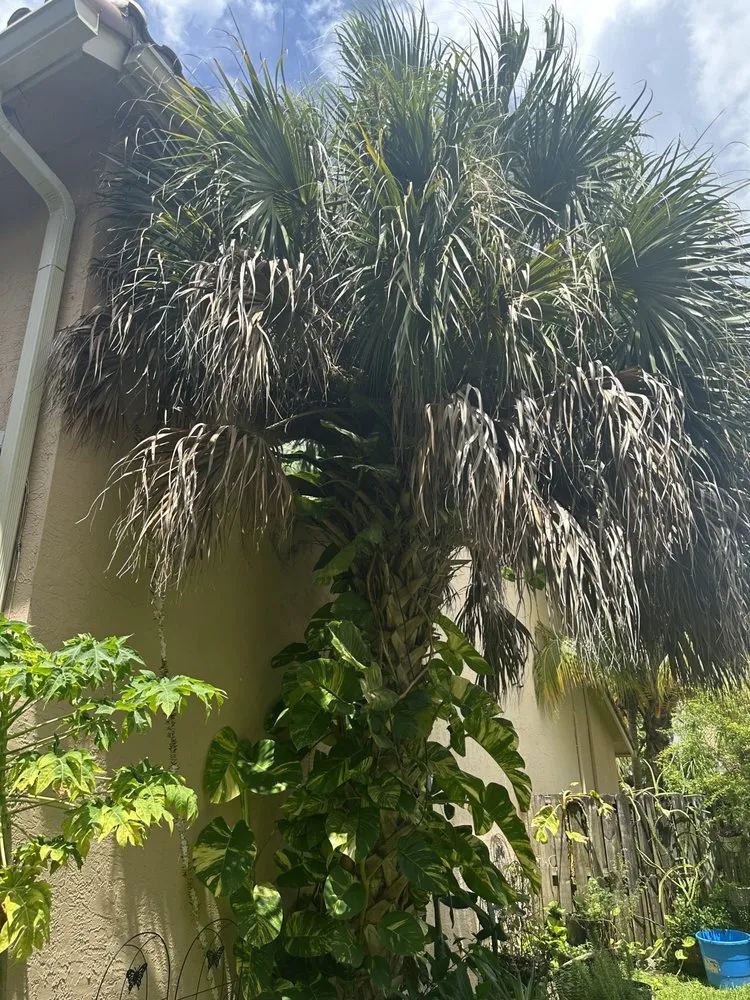 Trusted garden landscaping for beautiful yards in Lauderdale Lakes, FL by Timber Troupe Tree Care