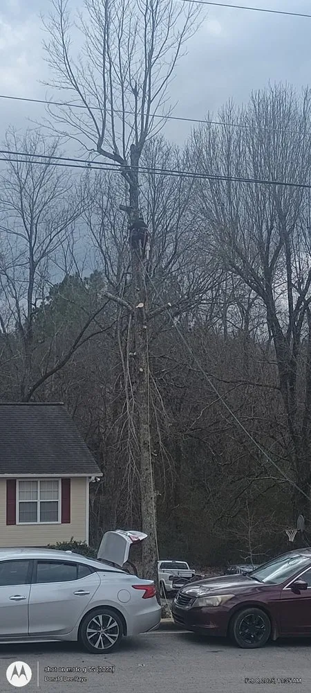 Local landscape installation experts serving Birmingham, AL - Timber Twins Tree and Landscaping Service