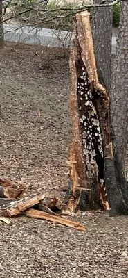 Timber Twins Tree and Landscaping Service Logo