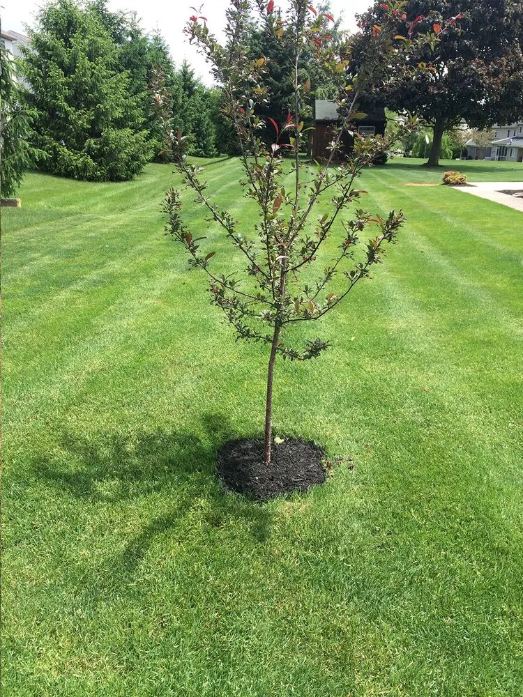 Trusted landscape design for outdoor upgrades across Elizabethtown, PA - Timber Wolf Tree & Lawn