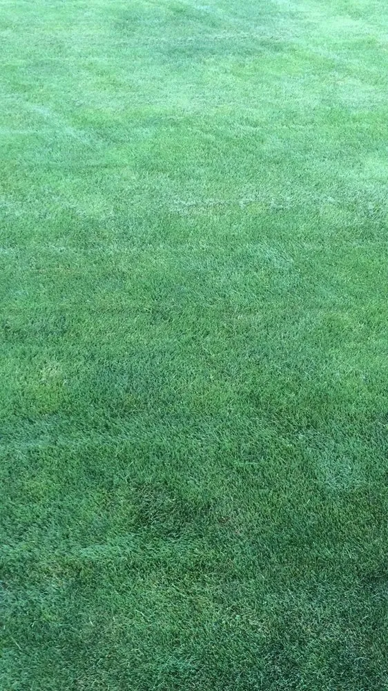 Expert landscape design in Elizabethtown, PA - Timber Wolf Tree & Lawn