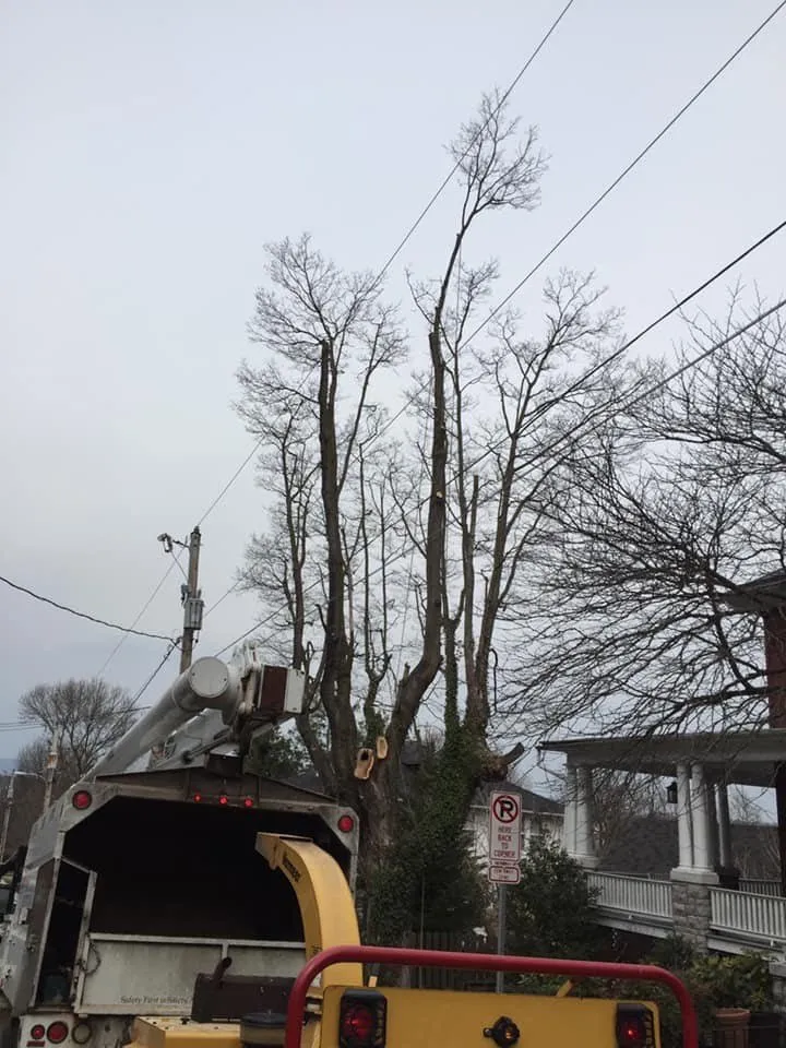 Custom outdoor landscaping in Harrisonburg, VA - Timber Wolf Tree Service