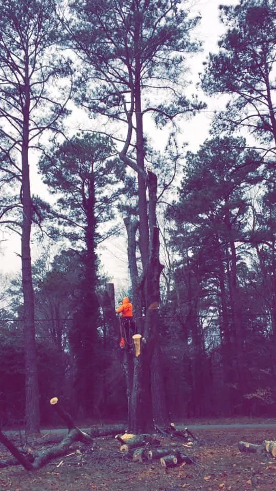 Expert yard cleanup service for year-round maintenance in Harrisonburg, VA by Timber Wolf Tree Service