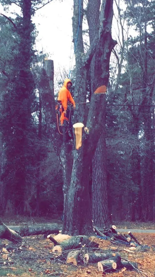 Top-rated landscape installation in Harrisonburg, VA - Timber Wolf Tree Service