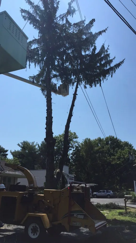 Custom yard cleanup service in Harrisonburg, VA - Timber Wolf Tree Service