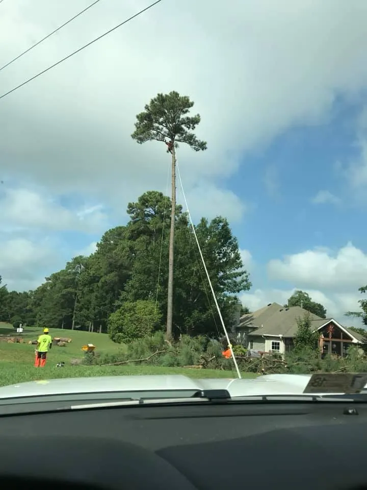 Local yard cleanup service with custom design across Harrisonburg, VA - Timber Wolf Tree Service