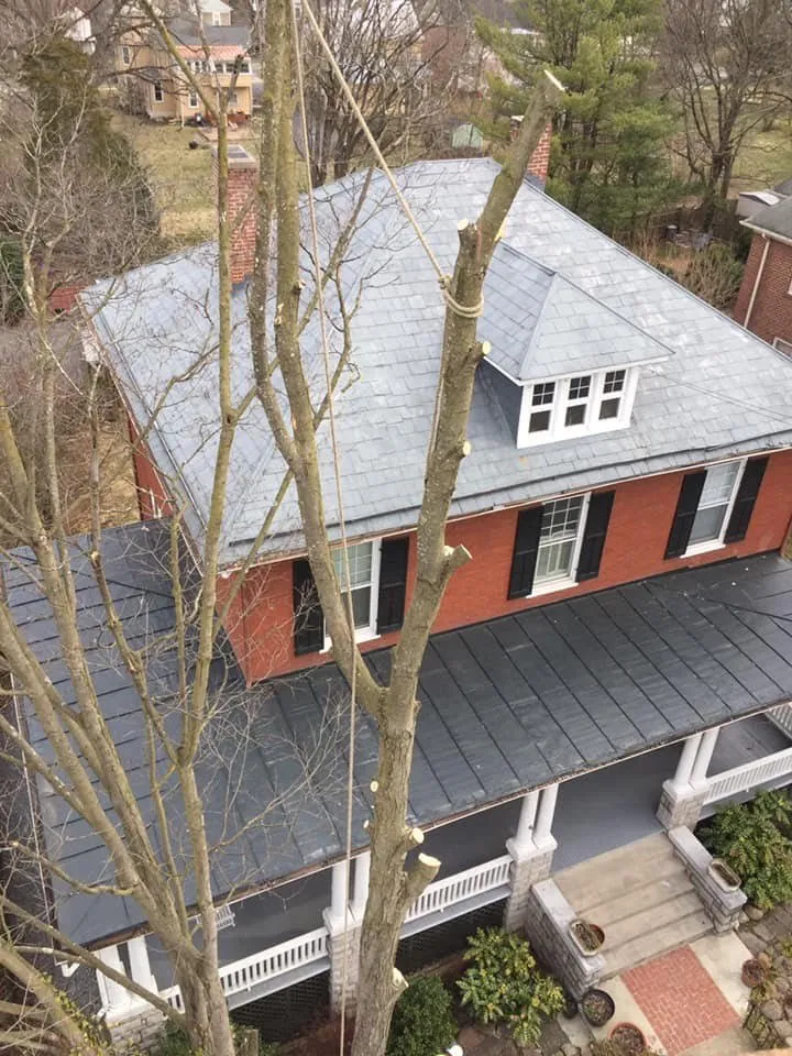 Affordable yard cleanup service near you across Harrisonburg, VA - Timber Wolf Tree Service