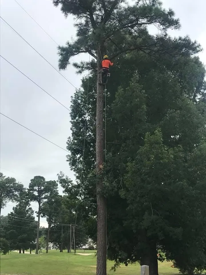 Affordable outdoor landscaping in Harrisonburg, VA - Timber Wolf Tree Service