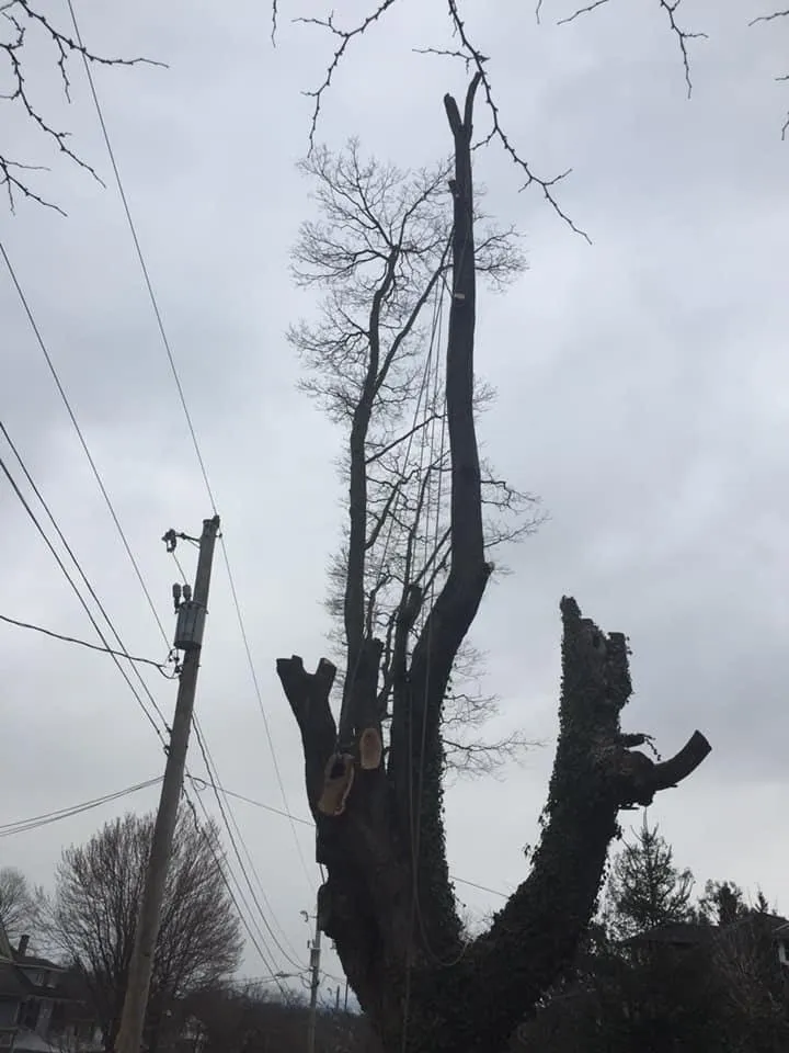 Trusted outdoor landscaping in Harrisonburg, VA by Timber Wolf Tree Service