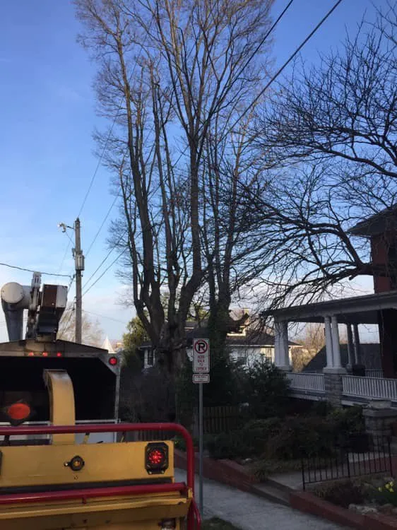 Reliable outdoor landscaping with custom design in Harrisonburg, VA by Timber Wolf Tree Service