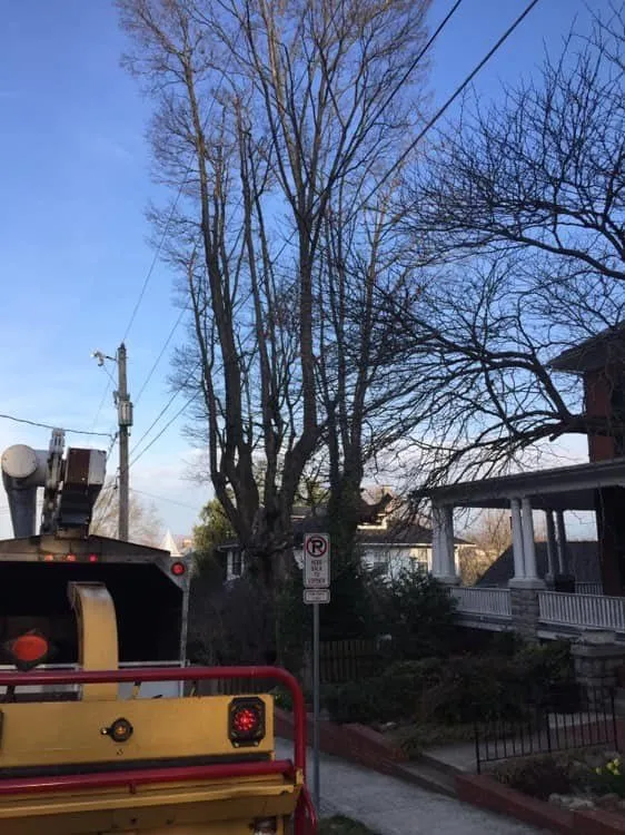 Custom landscape design for year-round maintenance across Harrisonburg, VA - Timber Wolf Tree Service