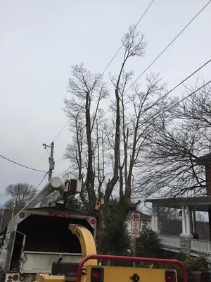 Timber Wolf Tree Service Logo