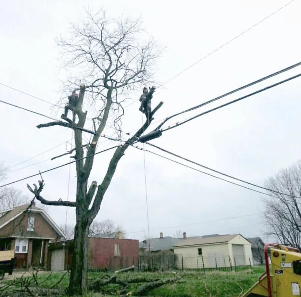 Professional landscape installation for year-round maintenance in Harvard, IL by Timbergreen