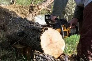 Trusted landscaping services experts serving Selbyville, DE - Timberjack Tree Service