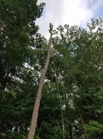 Professional lawn care service for residential properties in Selbyville, DE by Timberjack Tree Service