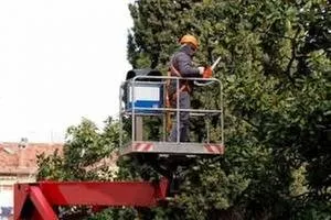 Timberjack Tree Service