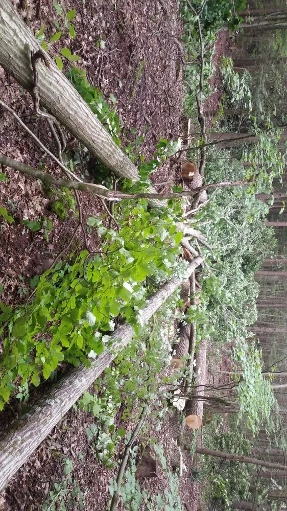 Affordable yard cleanup service for residential properties across Leeds, NY - Timberjack Treework