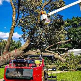 Reliable yard cleanup service for homes in Denison, TX by Timberjak