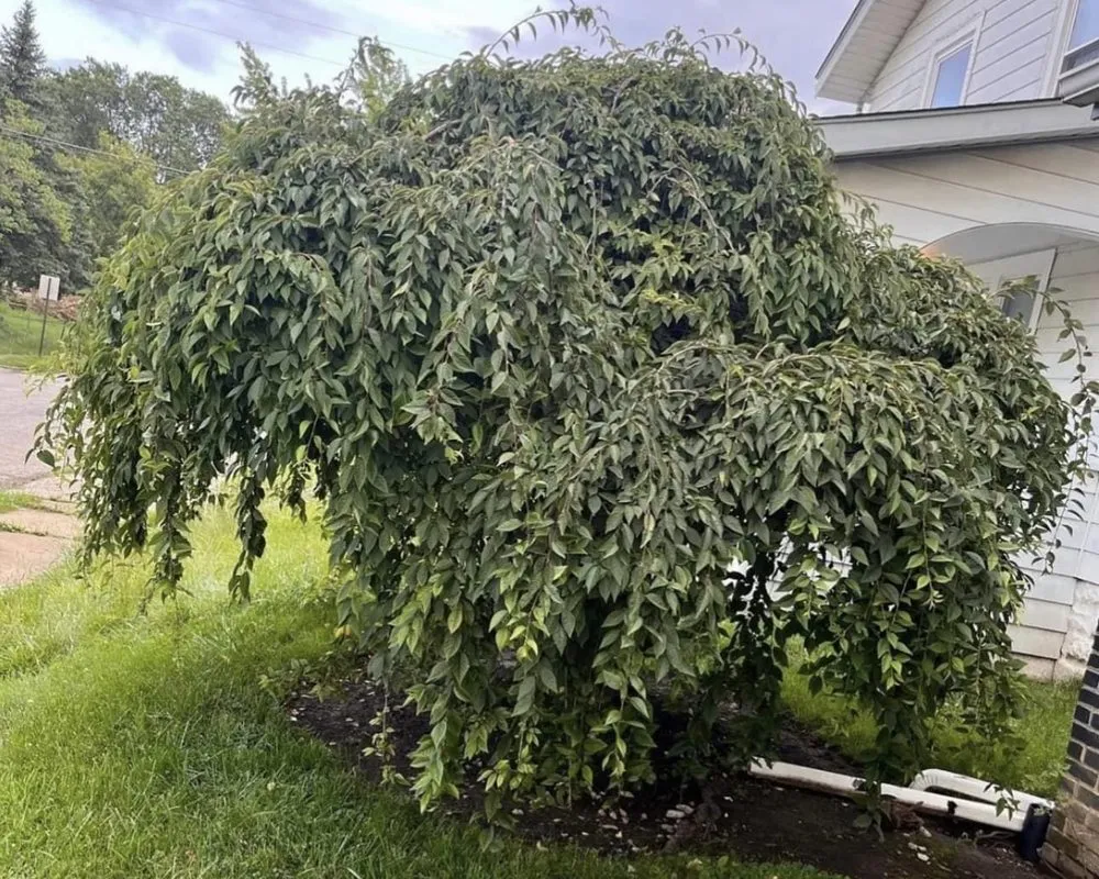 Top-rated landscape design in Pataskala, OH - Timberland Pros Landscaping