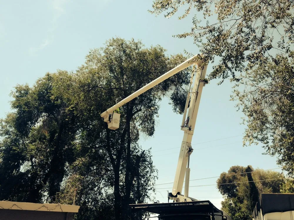 Expert residential landscaping for residential properties in Concord, CA by Timberland Tree Care