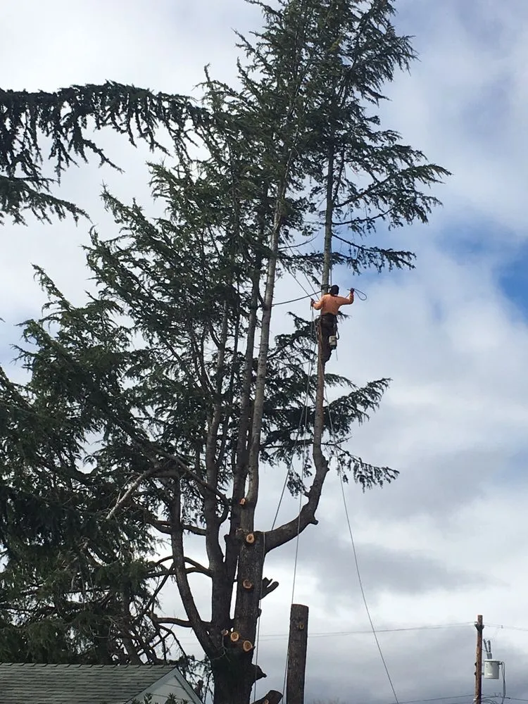 Expert landscape installation experts serving Concord, CA - Timberland Tree Care
