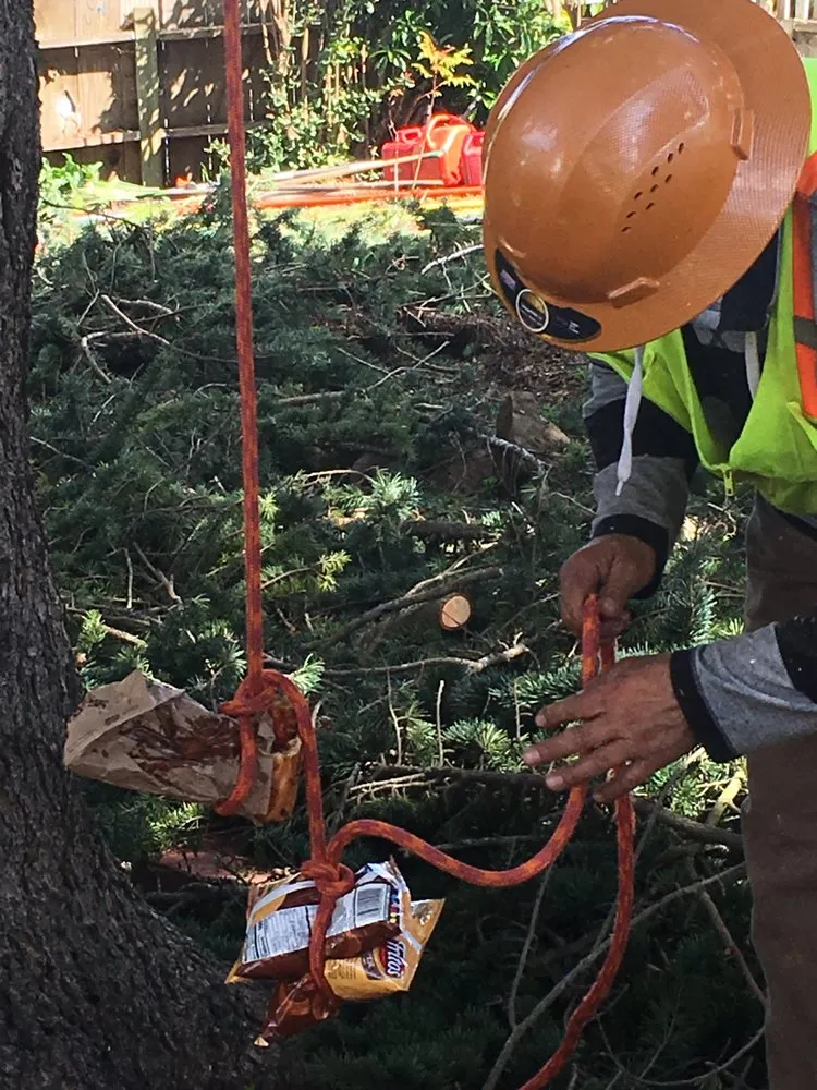 Affordable landscape design for outdoor upgrades across Concord, CA - Timberland Tree Care