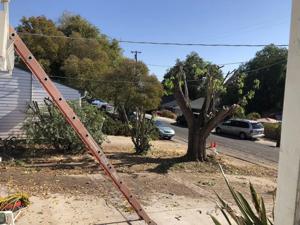 Local lawn care service for beautiful yards in Concord, CA by Timberland Tree Care