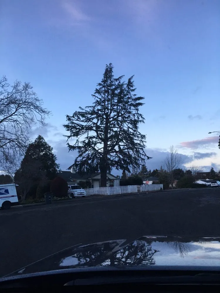 Expert yard cleanup service in Concord, CA by Timberland Tree Care