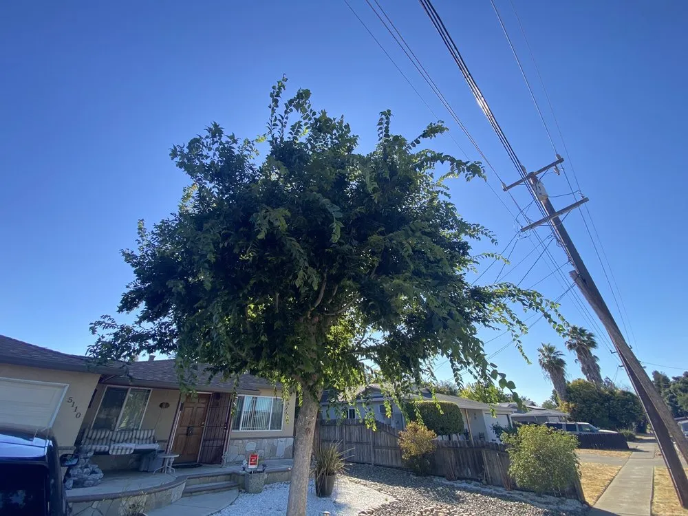 Trusted lawn care service in Concord, CA by Timberland Tree Care